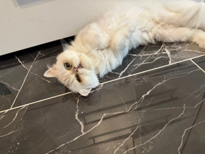 Perser Katze (weiblich   11 Monate)