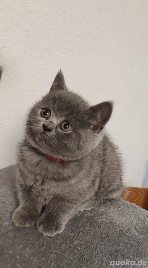 Britisches süßes Kätzchen