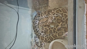 Ich werde die Schlangen in guten Händen lassen.