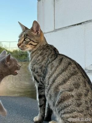 EKH Kätzchen in gute Hände abzugeben
