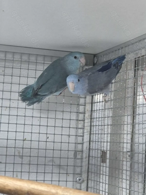 Gebe ab:Ein Paar Blaugenick-Sperlingspapageien von 2025