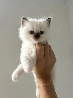 Ragdoll-Kätzchen abzugeben.