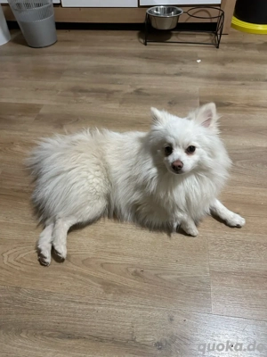 Spitz Rüde 1,5 Jahre Kastriert 