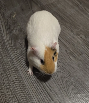 Meerschweinchen Bock