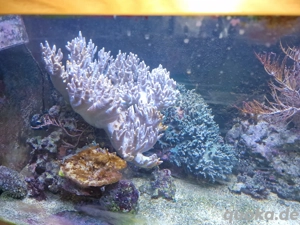 Große Koralle abzugeben 