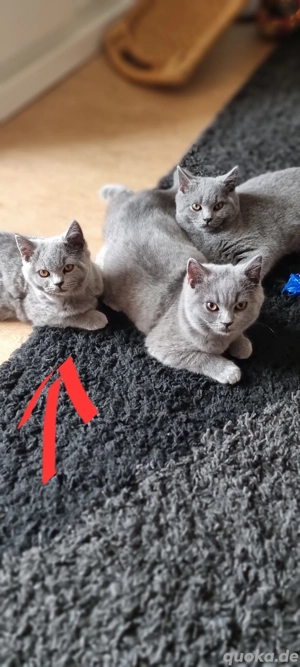 BKH-Kittys mit Stammbaum 