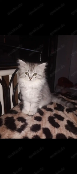 Britisch Langhaar reinrassig Weibchen 