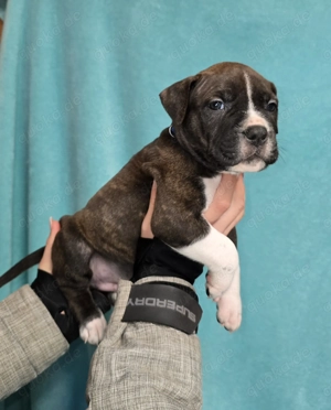 American Bully xl Rüden