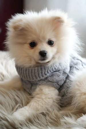 Zwergspitz Pomeranian