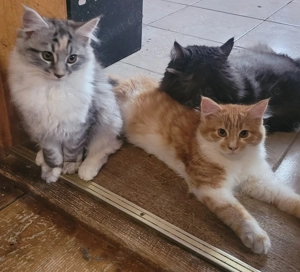 Maine Coon Kätzinnen Ashley und Angel suchen ihren Kuschelplatz