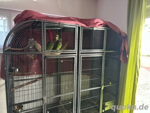 Blaustirn Amazone Paar abzugeben