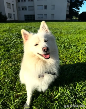 Storm sucht ein neues Zuhause