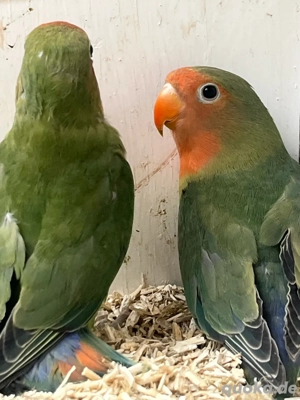 Blutsfremdes Rosenköpfchen-Pärchen (Agapornis roseicollis) mit DNA-Nachweis 