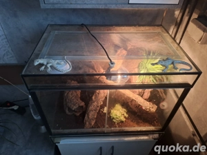 Verschiedene Terrarien