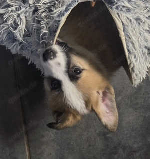 Rasselbande sucht neue Familien 