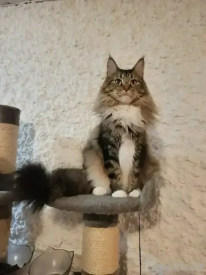 Maine Coon Babys, Eine süße Kätzchen wartet auf dich. am 28.09.2025 geboren 