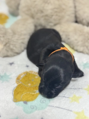  Liebevoll aufgezogene Labrador Australian Shepherd Welpen suchen ihr Traumzuhause 