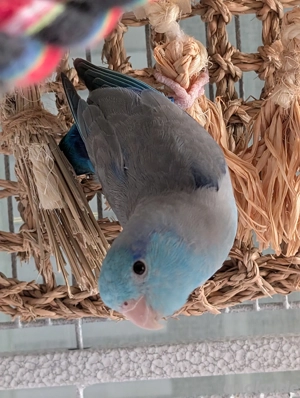 Blaugenick Sperlingspapageien Paar in gute Hände abzugeben 