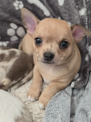Chihuahua Welpe kurzhaar Rüde Beige m Schwarzen Flecken 