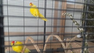 Diverse Vögel kostenlos abzugeben 