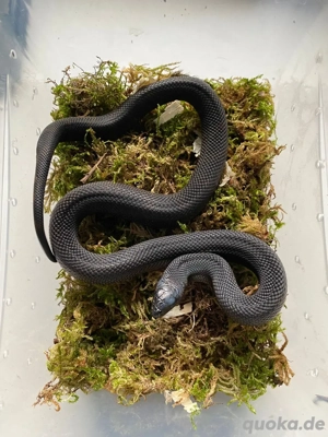 Pituophis melanoleucus lodingi, schwarze Kiefernnatter