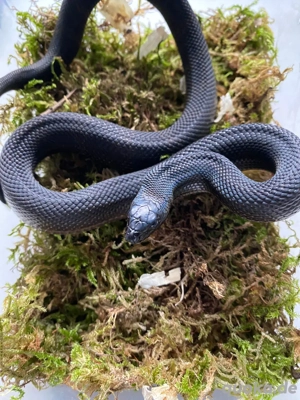 Pituophis melanoleucus lodingi, schwarze Kiefernnatter