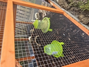 Wachteln kostenfrei abzugeben