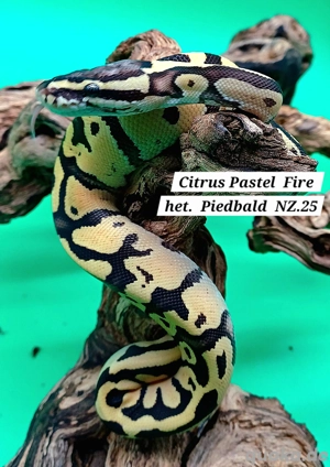 1.0 Citrus Pastel Fire het Piedbald Nz 25