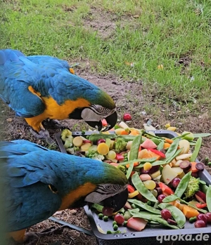 Ara Ararauna Gelbbrustara Paar