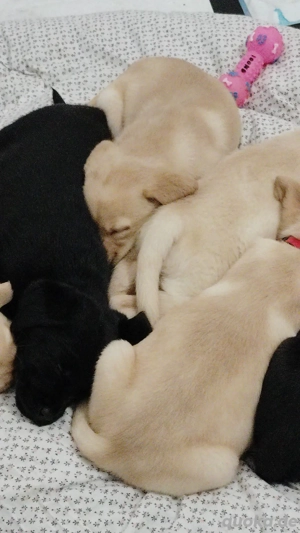 2 Labrador Welpen suchen zum Weihnachten ein Liebevollem zuhause 