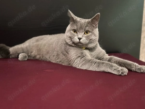 BKH Deckkater ( Blue ) Bild 2