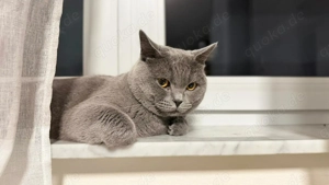 BKH Deckkater ( Blue ) Bild 3