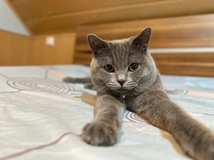 BKH Deckkater ( Blue ) Bild 5