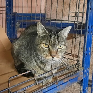 Schmusekater Medianoche sucht ein tolles Zuhause