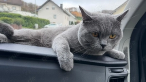 BKH Deckkater ( Blue ) Bild 4