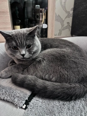 BKH Deckkater ( Blue ) Bild 6