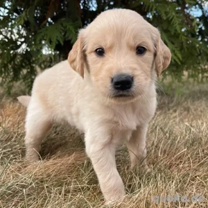 12 Wochen Alte Golden retriever Hündinnen