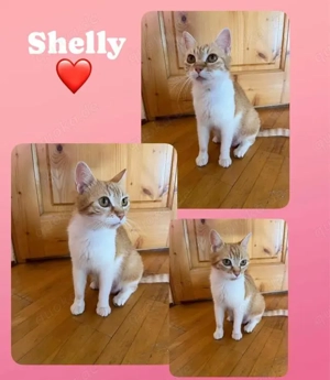 liebevolle Katze Shelly sucht ein Zuhause als Einzelprinzessin