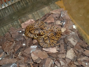 Elaphe bimaculata NZ2025 