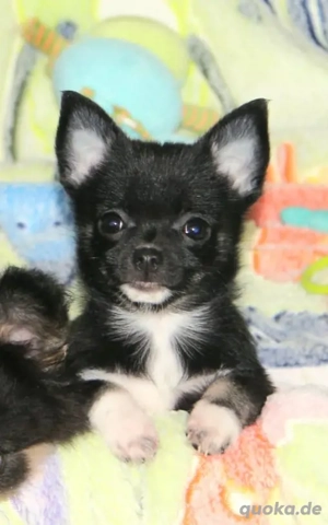Pomchi Welpen Hündin Chihuahua Pomerania Zwergspitz