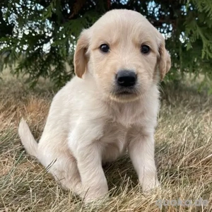 12 Wochen Alte Golden retriever Hündinnen