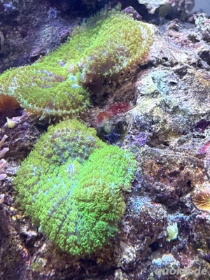 Scheibenanemonen grün Meerwasser Koralle