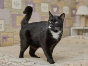 charmanter Kater Marik sucht ein liebevolles Zuhause