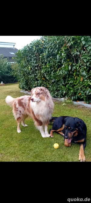 Senne-Aussie-DSH mix Welpen