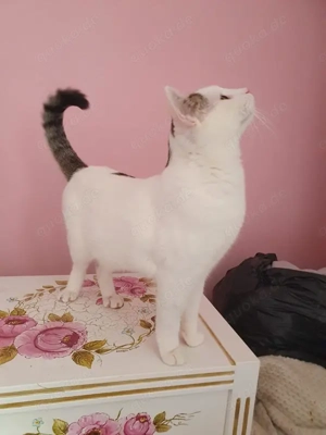 wunderbarer Kater Dodo sucht ein Zuhause Bild 6