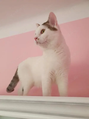 wunderbarer Kater Dodo sucht ein Zuhause Bild 3