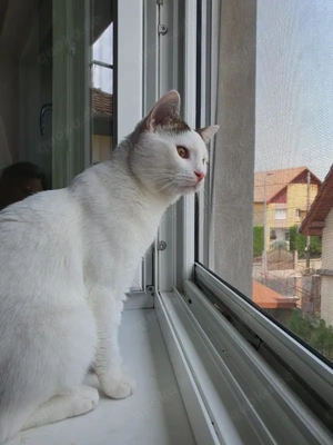 wunderbarer Kater Dodo sucht ein Zuhause Bild 7