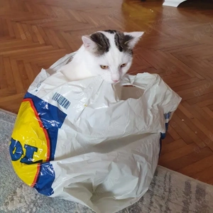 wunderbarer Kater Dodo sucht ein Zuhause