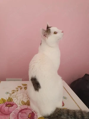 wunderbarer Kater Dodo sucht ein Zuhause Bild 2