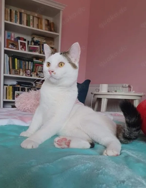 wunderbarer Kater Dodo sucht ein Zuhause Bild 5